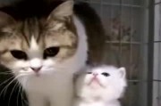 娱乐吃瓜酱猫妈妈,揭秘娱乐圈背后的温馨故事
